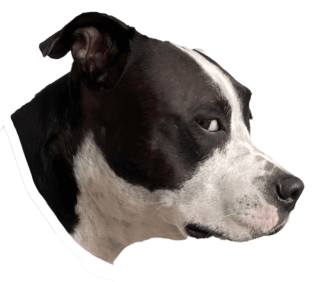 Side Eye 3